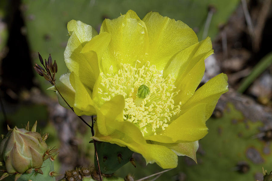 Lemony Yellow Cactus Blossom Photograph by Kathy Clark