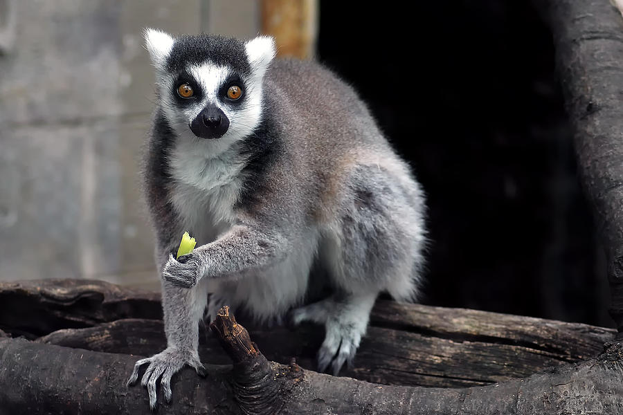Lemur 21 Photograph by Gene Tatroe