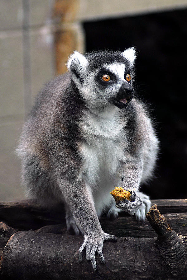 Lemur 22 Photograph by Gene Tatroe