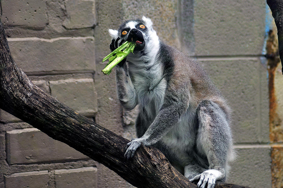 Lemur 23 Photograph by Gene Tatroe
