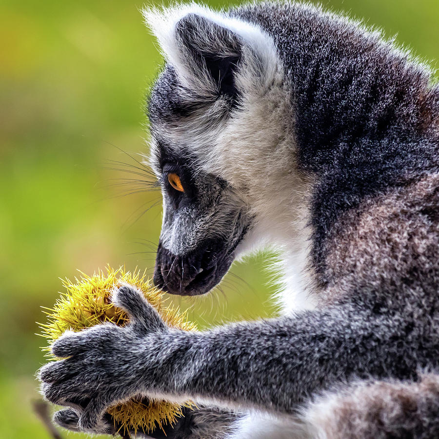 Lemur and Sweet Chestnut Photograph by Nick Bywater