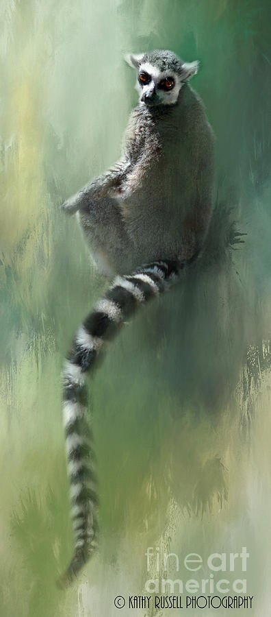 Lemur Catching Rays Photograph by Kathy Russell