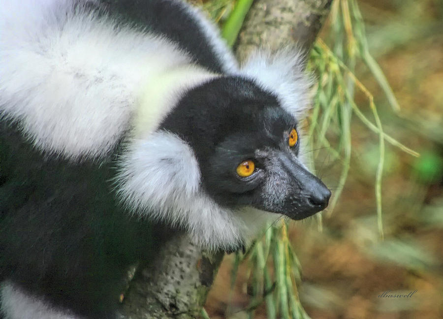 Lemur Photograph by Dennis Baswell