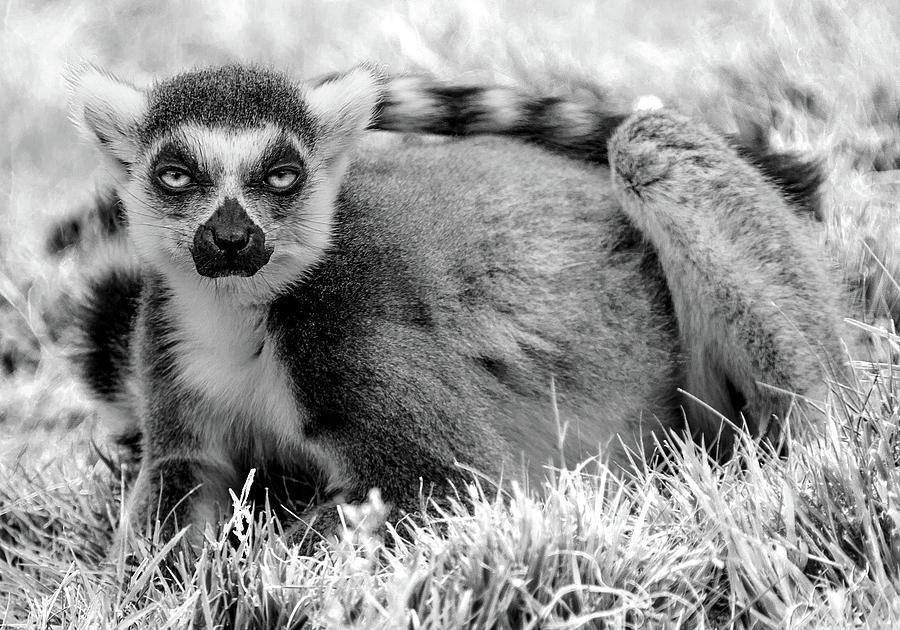 Lemur Photograph by Ed James