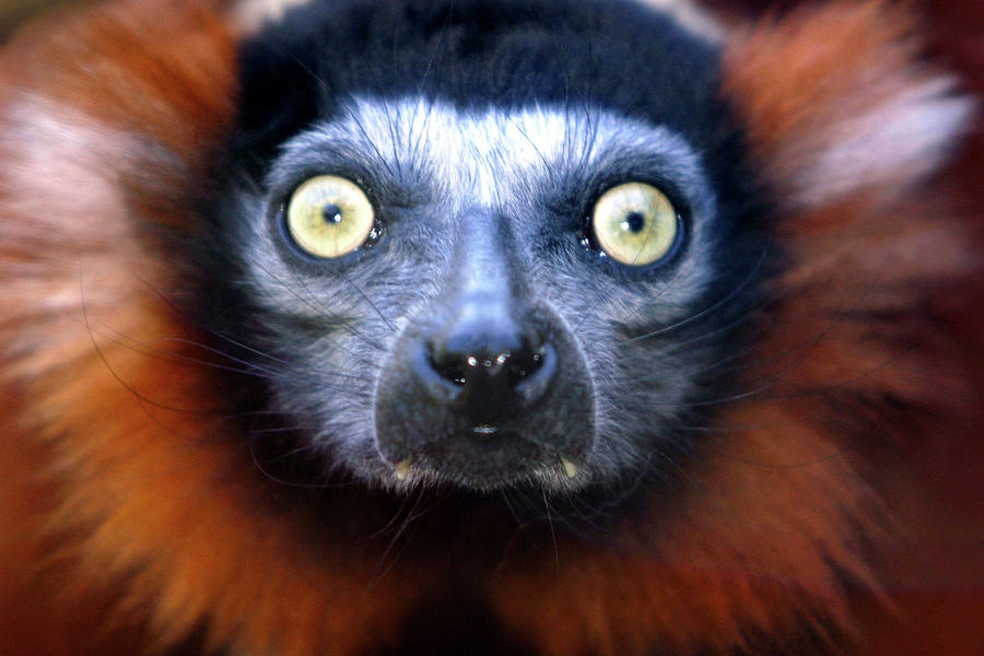 Lemur glare Photograph by Alan Look