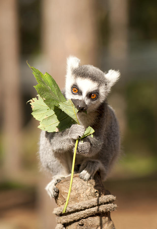 Lemur Photograph by Gouzel -
