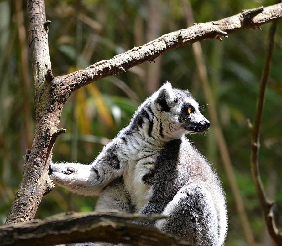 Lemur Love Photograph by Ally  White
