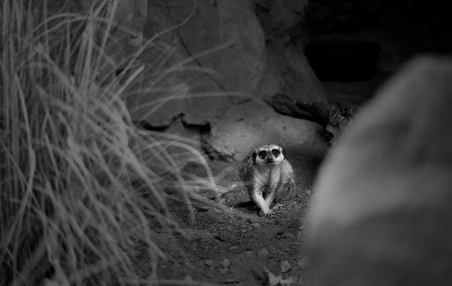 Lemur by Maria Reverberi Lemur by Maria Reverberi