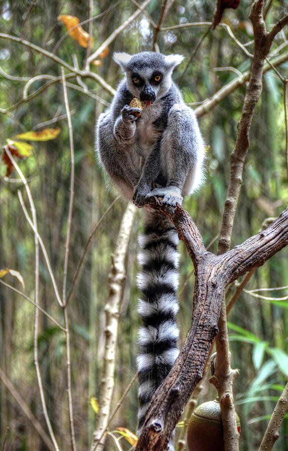 Lemur Photograph by Ronda Ryan