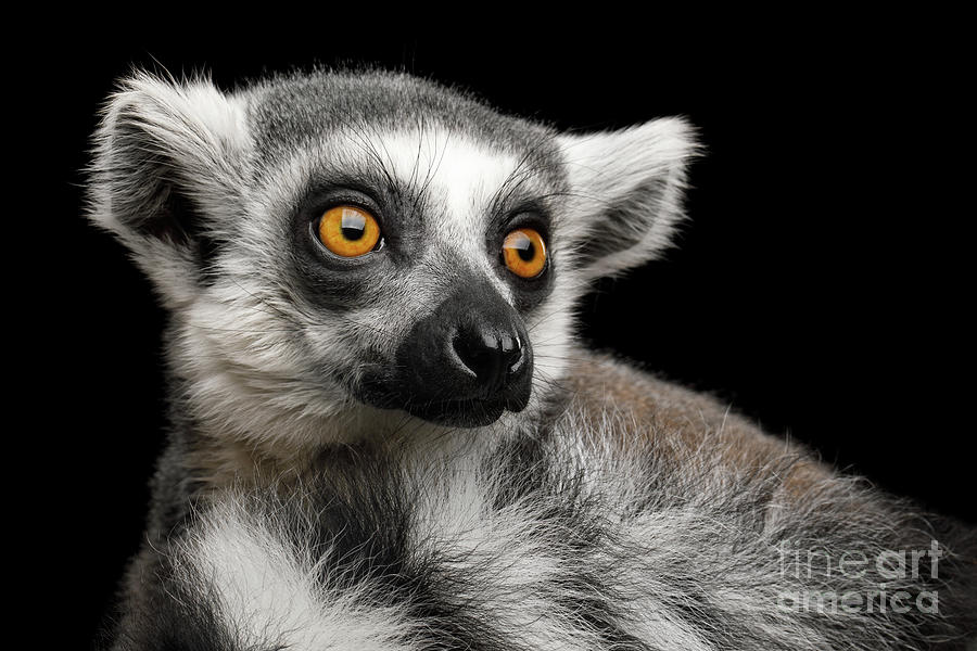 Lemur Photograph by Sergey Taran