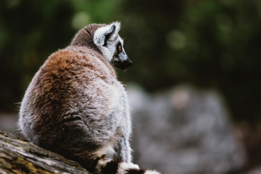 Nature Photograph - Lemur Side Portrait by Pati Photography