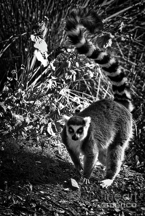 Lemur Photograph by Skip Willits