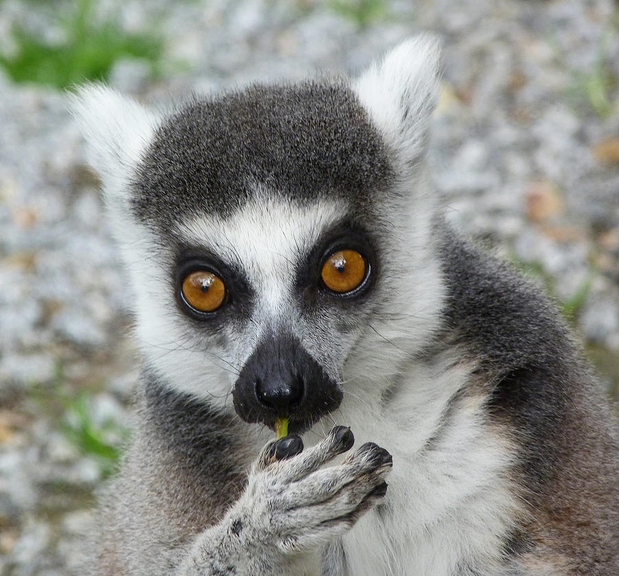 Wildlife Photograph - Lemur Snacktime Thoughts by Margaret Saheed