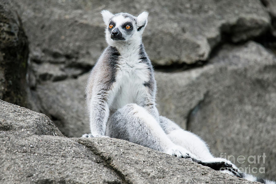 Lemur the Cutie Photograph by Ed Taylor