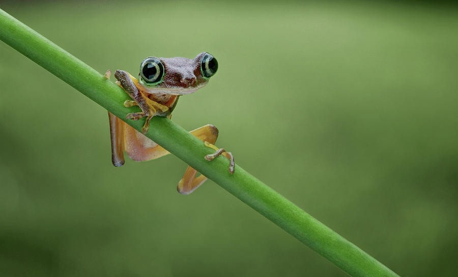 Lemur Tree Frog - 2 Photograph by Nikolyn McDonald
