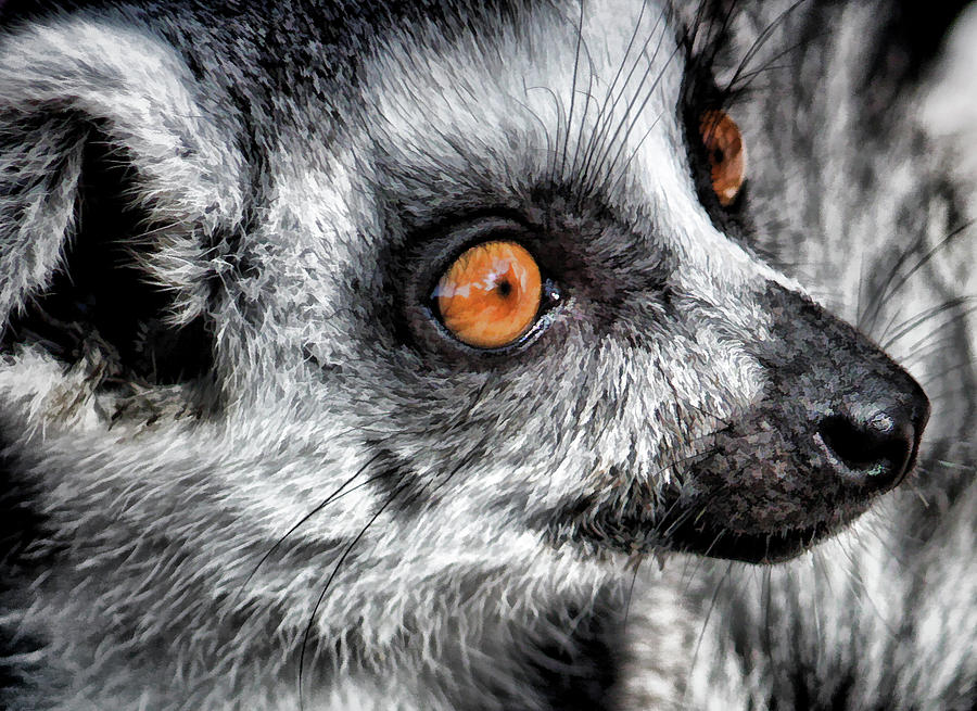 Lemur Up Close Photograph by HH Photography of Florida