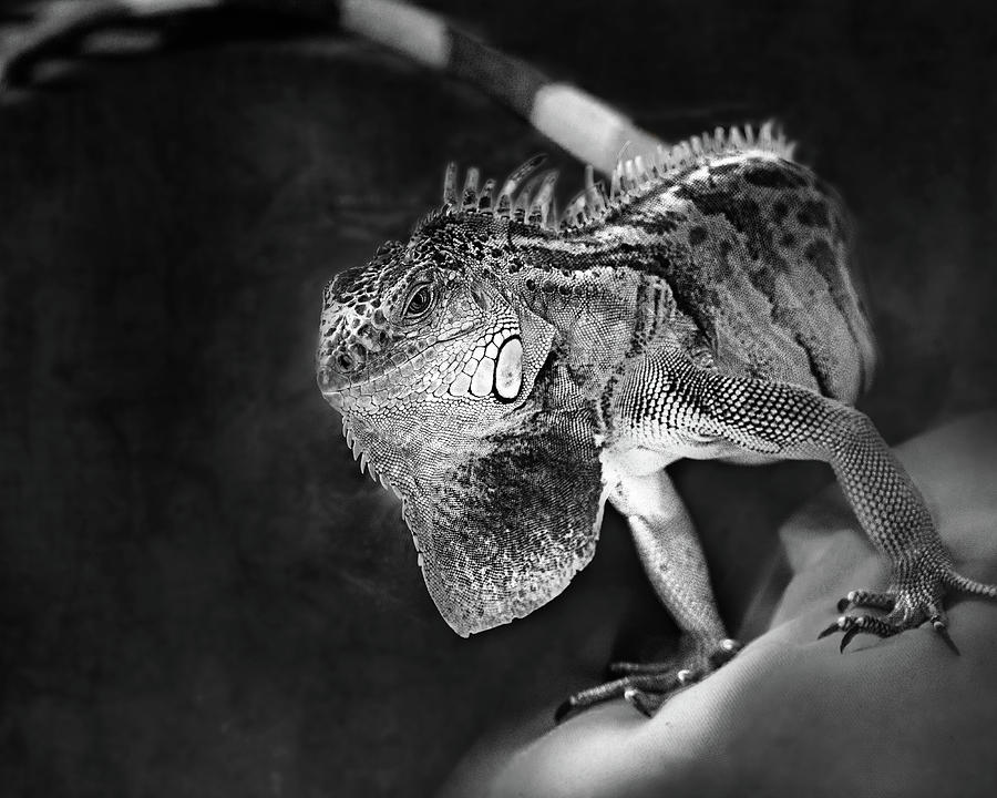 Lenny The Iguana Photograph by Sue Capuano