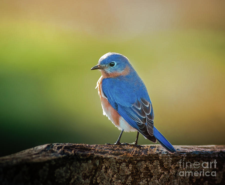 Bluebird Photograph - Lenores Bluebird by Robert Frederick