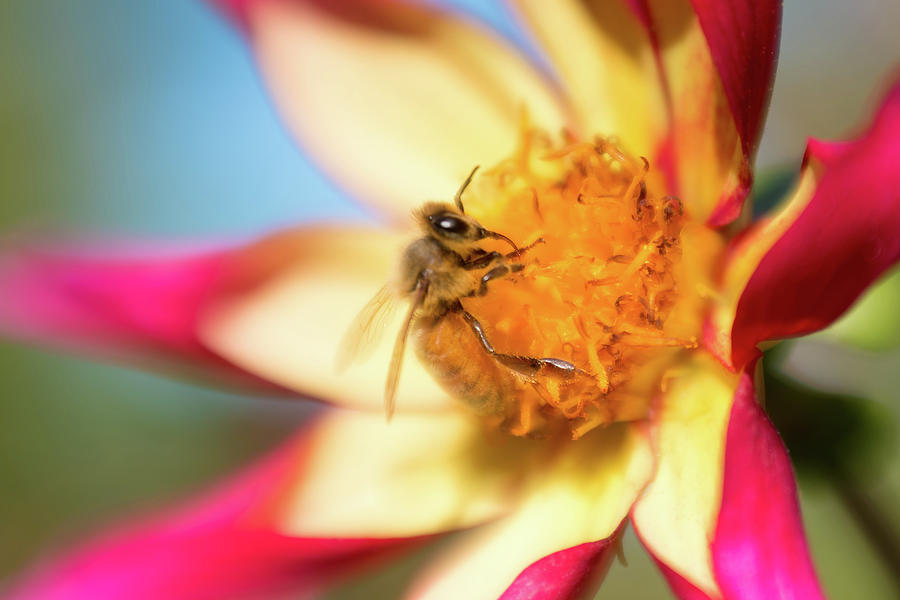 Lensbaby Bee Photograph by Brian Hale