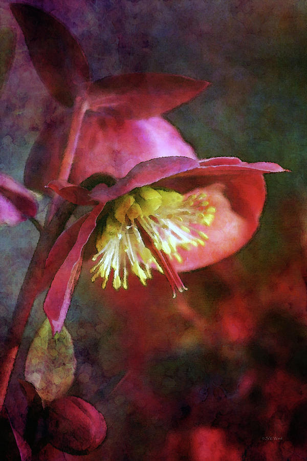 Lenten Rose Bowing to the Sun 8712 IDP_2 Photograph by Steven Ward