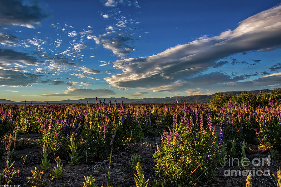 Lenticular Lupine Photograph by Mitch Shindelbower