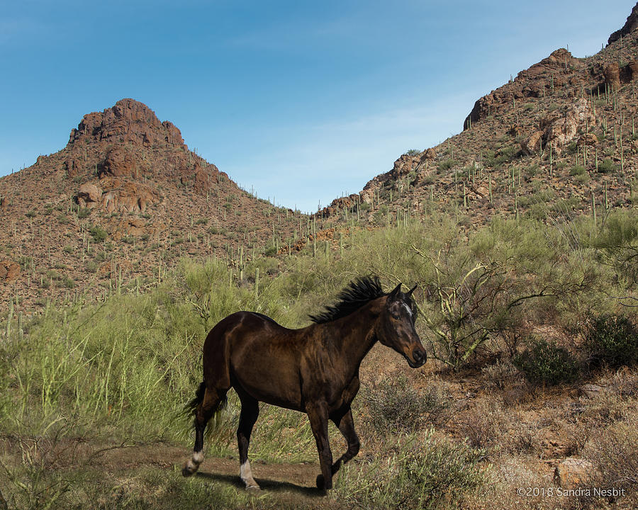 Leo - 4 in Desert Mountains Photograph by Sandra Nesbit