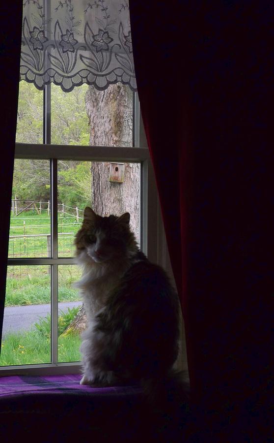 Leo in the Window Photograph by Danielle R T Haney