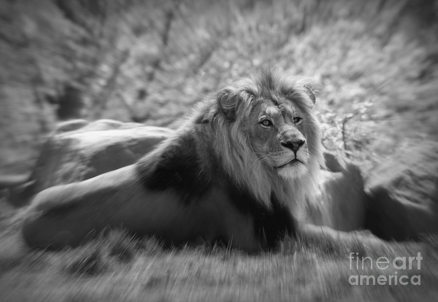 Leo the Lion Photograph by Chris Scroggins