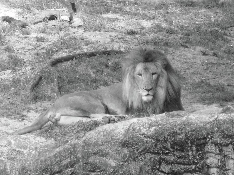 Leo the lion..... Photograph by WaLdEmAr BoRrErO