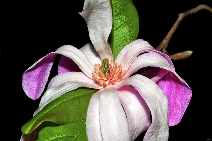 Leonard Magnolia Blossom 004 Photograph by George Bostian