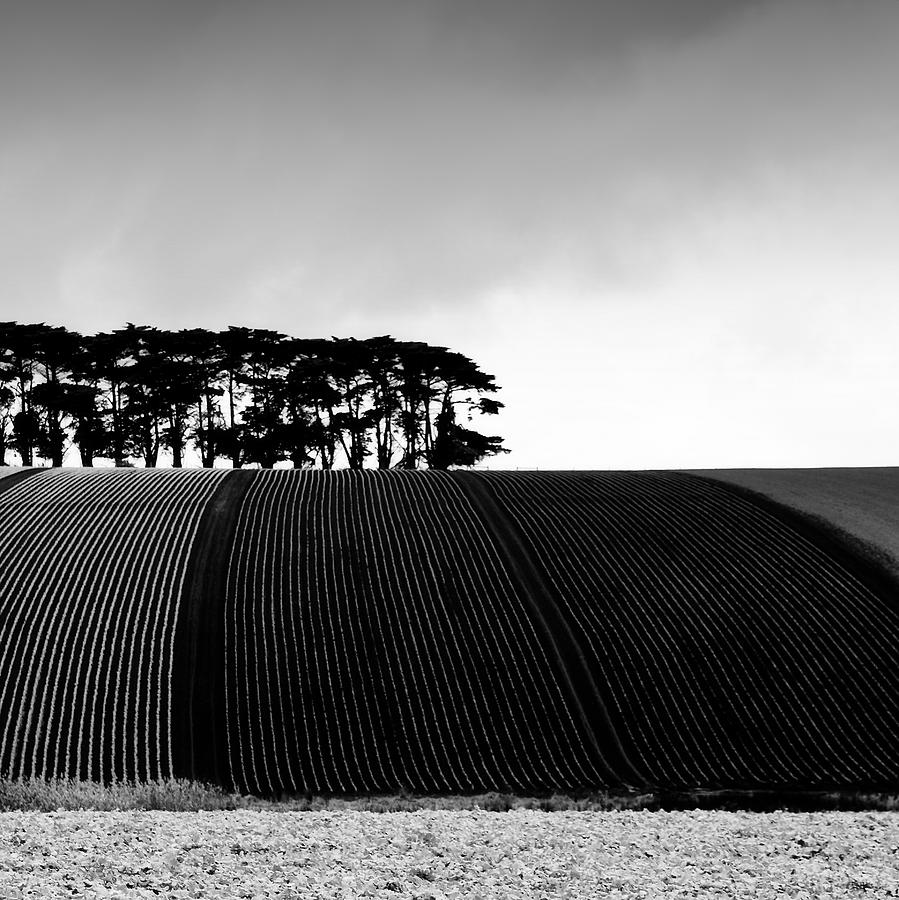 Trees Photograph - Leongatha by Mihai Florea Trees Photograph - Leongatha by Mihai Florea