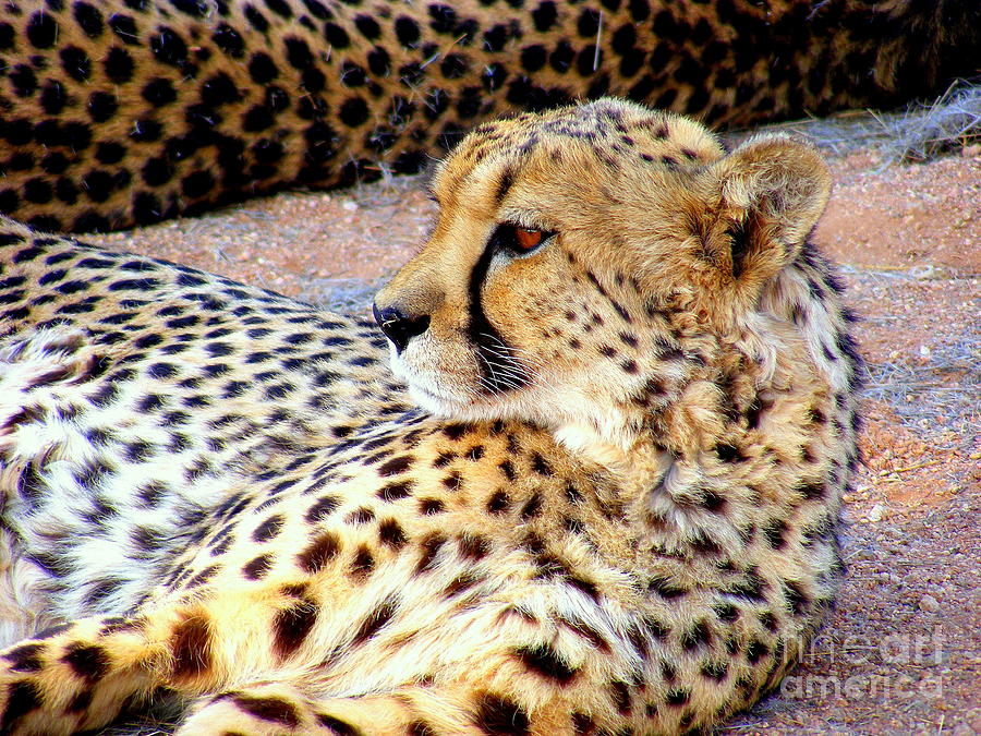 Leopard     Photograph by Noa Yerushalmi