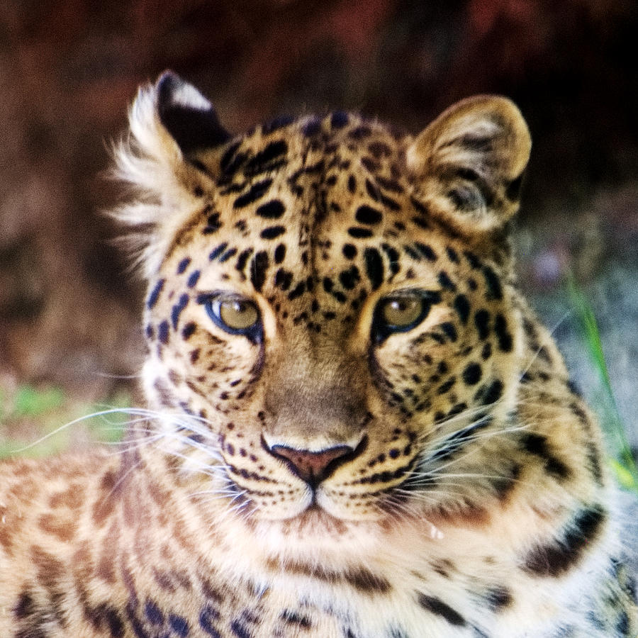 Leopard 1 Photograph by Patricia Quandel