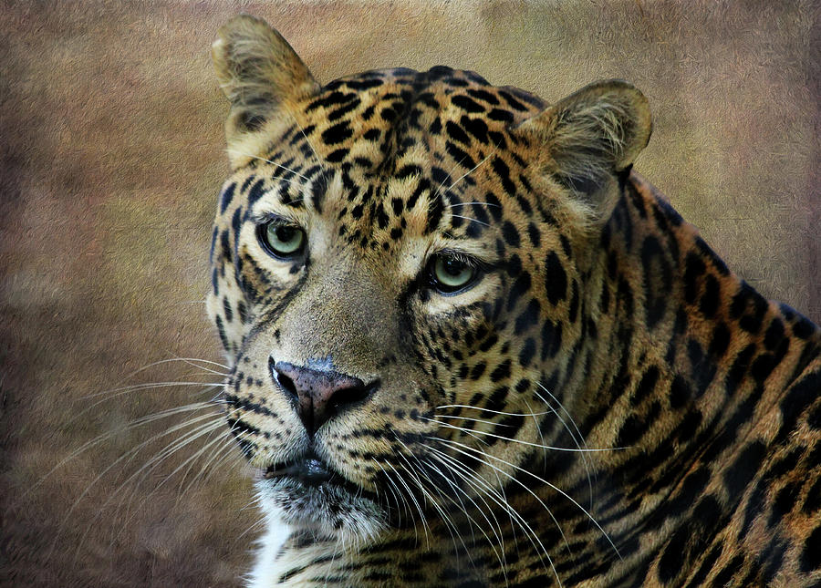 Leopard 2 Photograph by Judy Vincent
