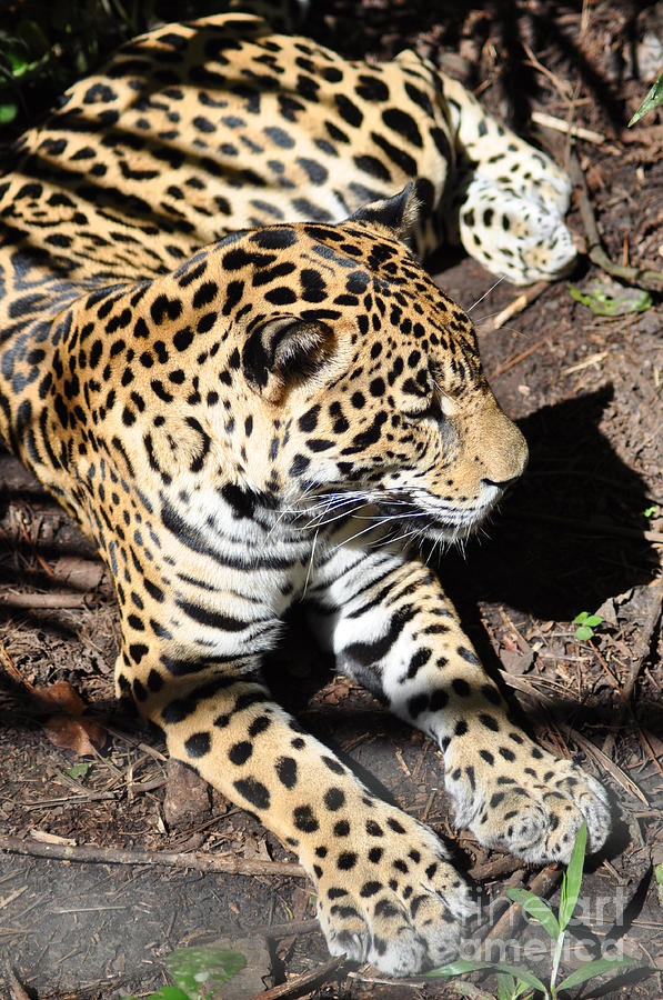 Animal Photograph - Leopard 2 by Madolyn Locke