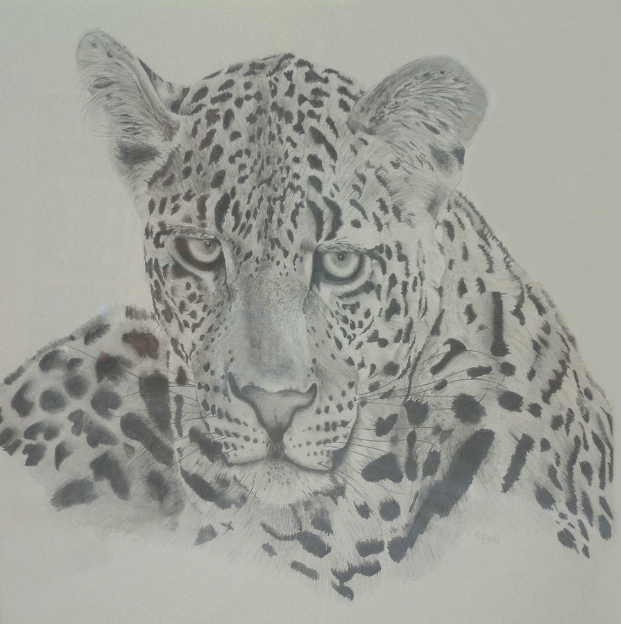 Leopard Drawing by Adrian Wells