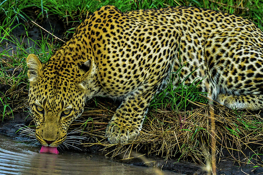 Leopard at a Pond Photograph by Marilyn Burton