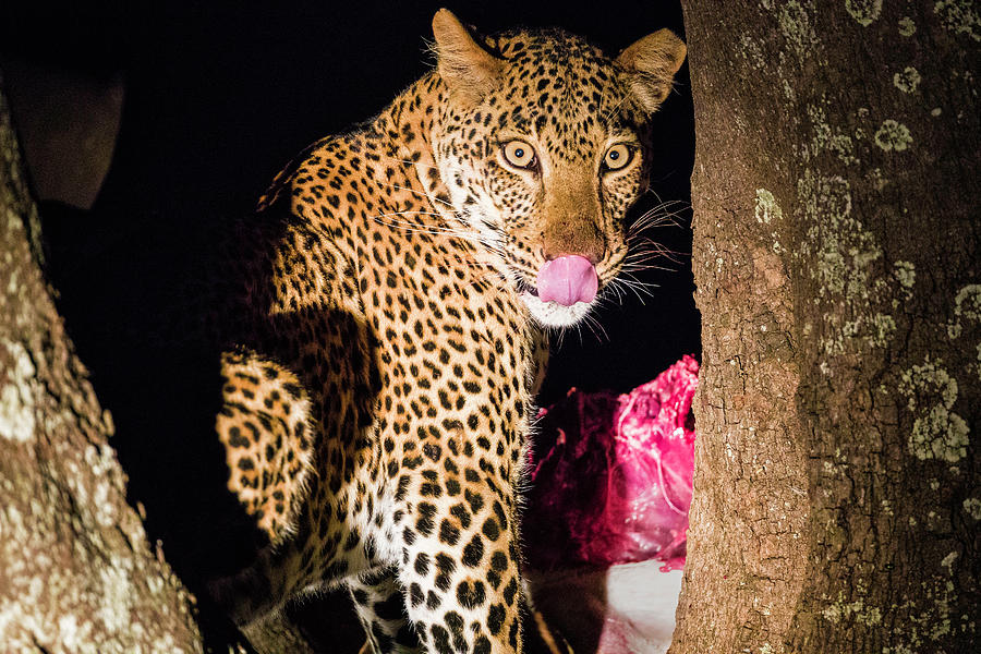 Leopard at Night Photograph by Fran Gallogly