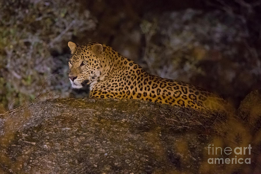 Leopard At Night, India Photograph by B. G. Thomson