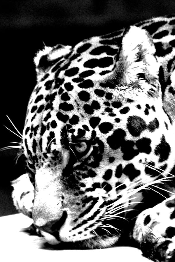 Leopard At Night. Photograph