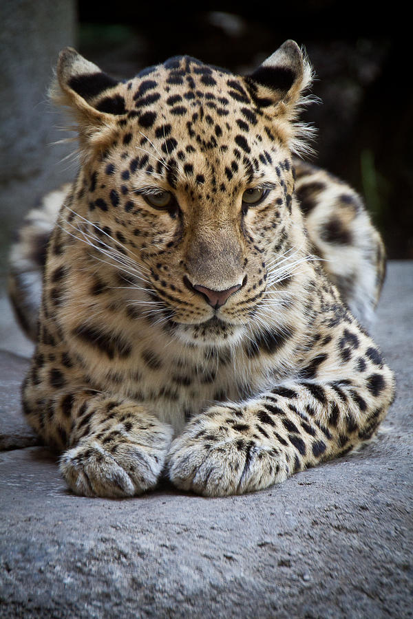 Leopard at Rest by Shannon Kunkle Leopard at Rest by Shannon Kunkle