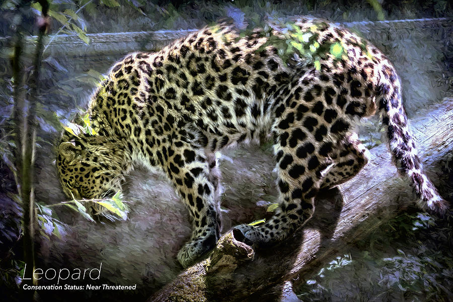 Leopard Photograph by Belinda Greb