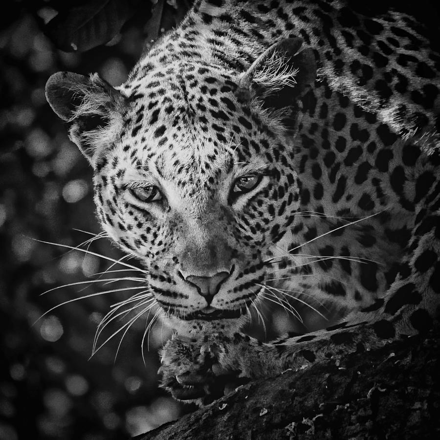 Leopard, Black And White Photograph by Jean Francois Gil