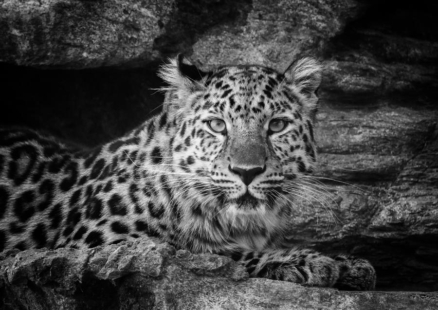 Black And White Photograph - Leopard Black and White by Stephanie McDowell