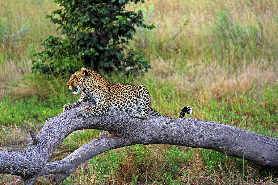 Leopard - Botswana, Africa Photograph by Richard Krebs