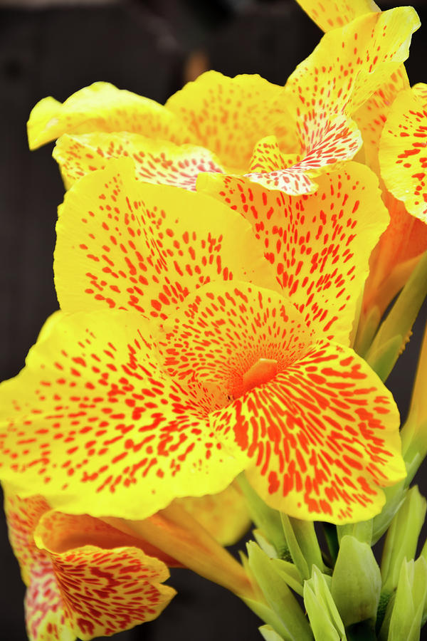 Flower Photograph - Leopard Canna Lily by Robert VanDerWal
