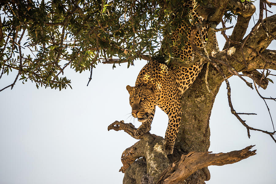https://images.fineartamerica.com/images/artworkimages/mediumlarge/1/leopard-climbing-down-tree-in-dappled-sunlight-nick-dale.jpg