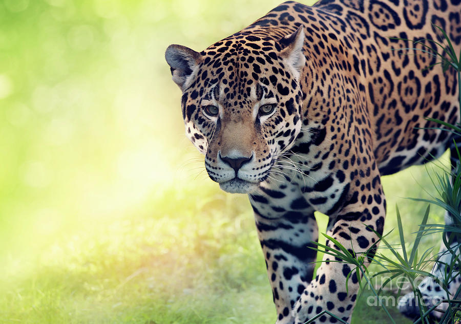 Wildlife Photograph - Leopard close up by Svetlana Foote