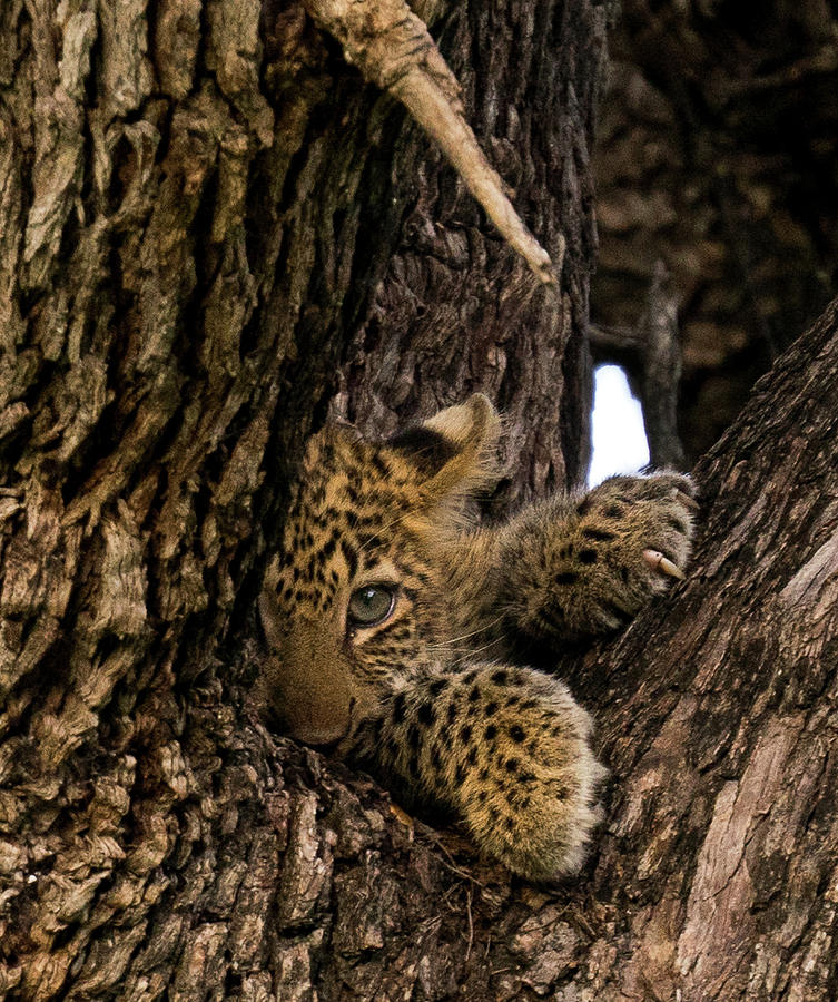Leopard Cub Photograph by Soldiers For Wildlife Organization