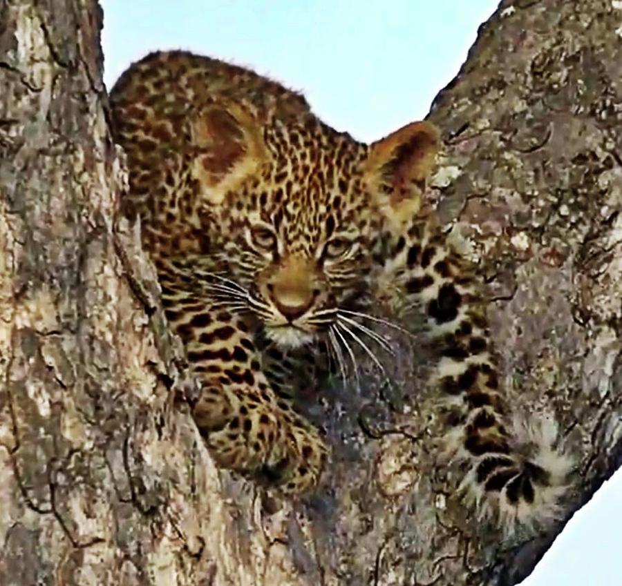 Leopard Cub color Photograph by Gini Moore